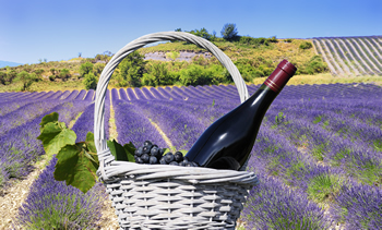 ワイン留学で人気の国フランス